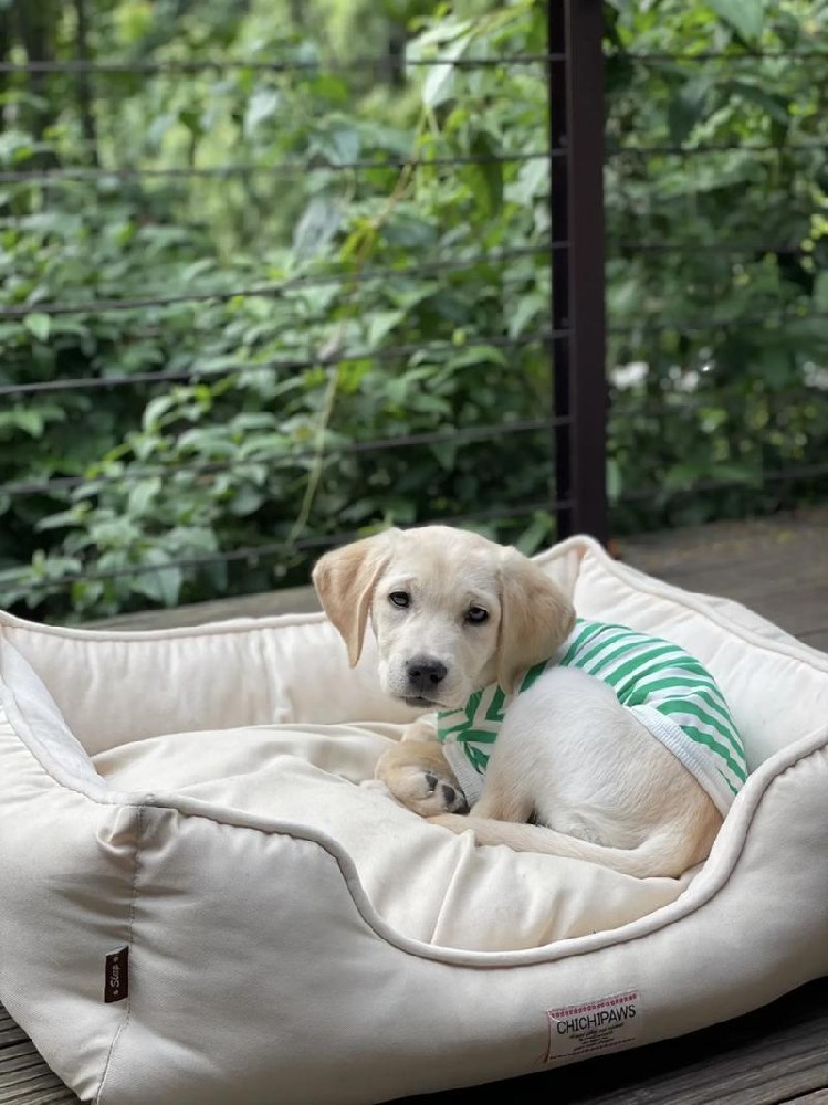 惠州买狗攻略｜犬舍选犬 + 健康检查 + 售后保障全流程解析